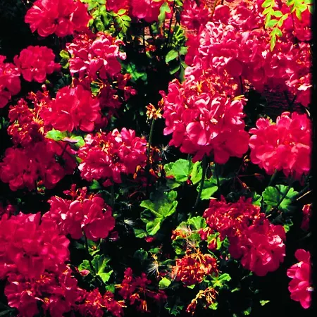 Ericevalle Szálloda